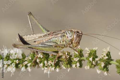 Closeup on a brown Mediterranean long-horned grasshopper, Platycleis sabulosa sitting on white flower