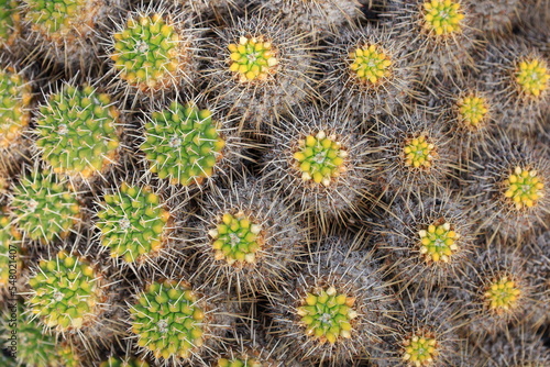 View on a cactus in the Garden of Cactus on the island of Lanzarote in the Canary Islands