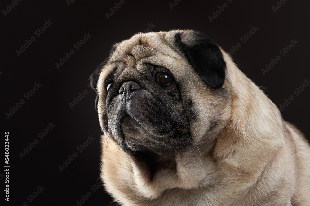 happy dog, charming pug on a dark background. Pet portrait in studio