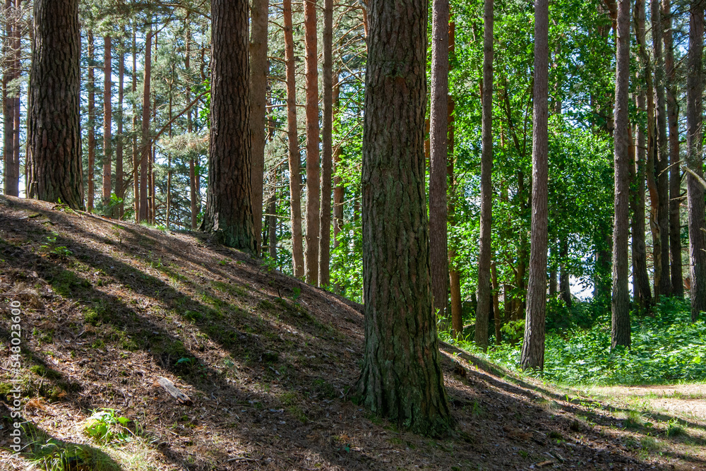 Fototapeta premium hill in a pine forest on which black shadows fall from the sun shining through the pine trees
