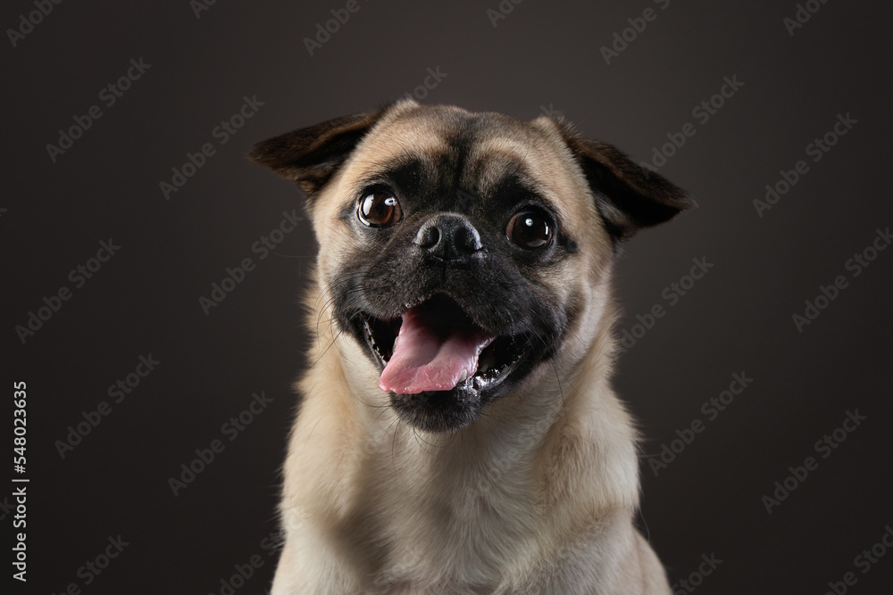 happy dog, charming pug on a dark background. Pet portrait in studio