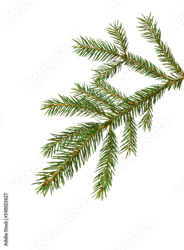 Fir tree branch. Pine twig.