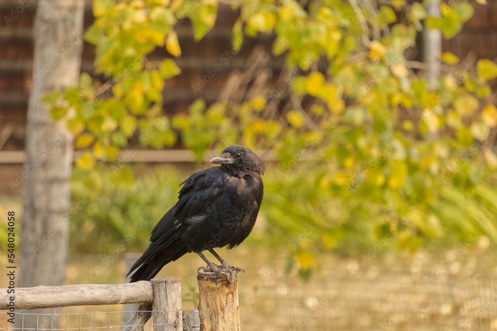 Fototapeta premium Crow perched on a Fence