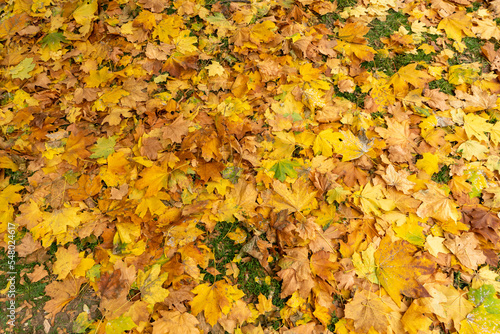 Fallen leaves in the autumn park. Autumn landscape.