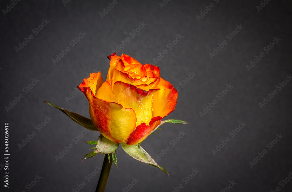 orange rose on black background 1