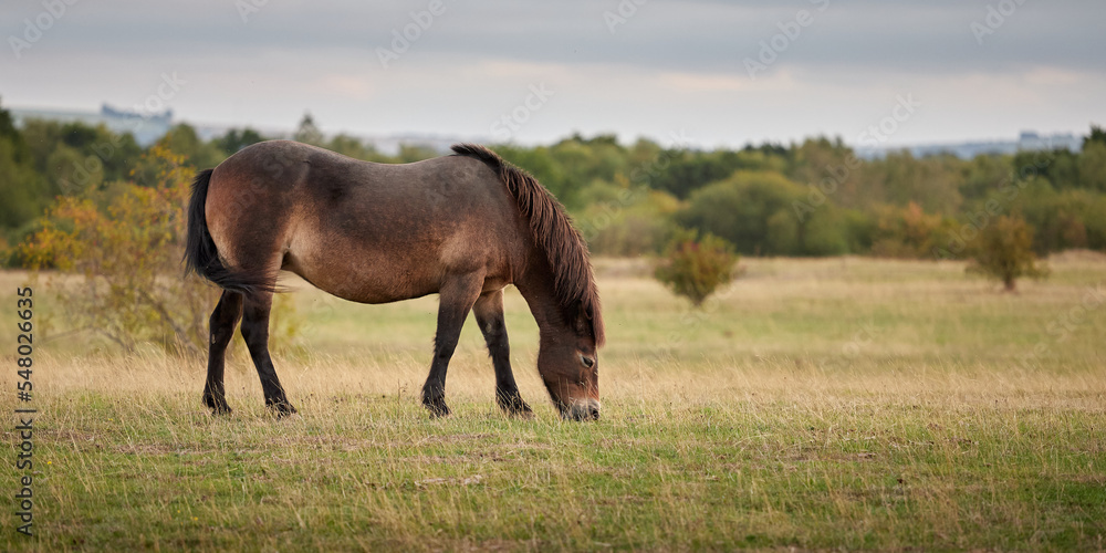 Grazing Pony Grazing Pony