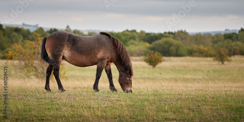 Grazing Pony