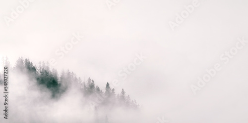 Misty landscape with fir forest. The concept of misterious woods for banner usage. © AlexGo