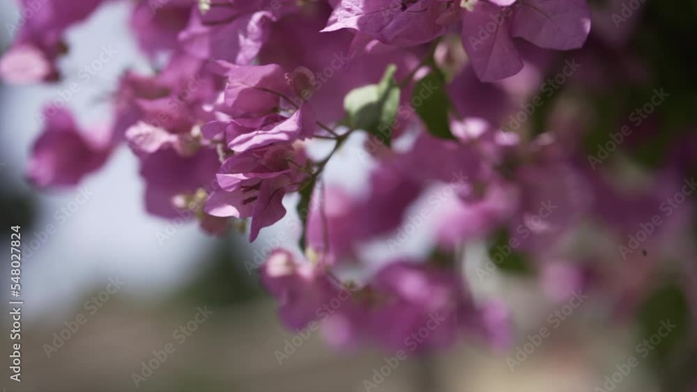 Closeup focus pull video of bougainvillea flowers with some green leaves in a sunny day. Closeup focus pull video of bougainvillea flowers with some green leaves in a sunny day.