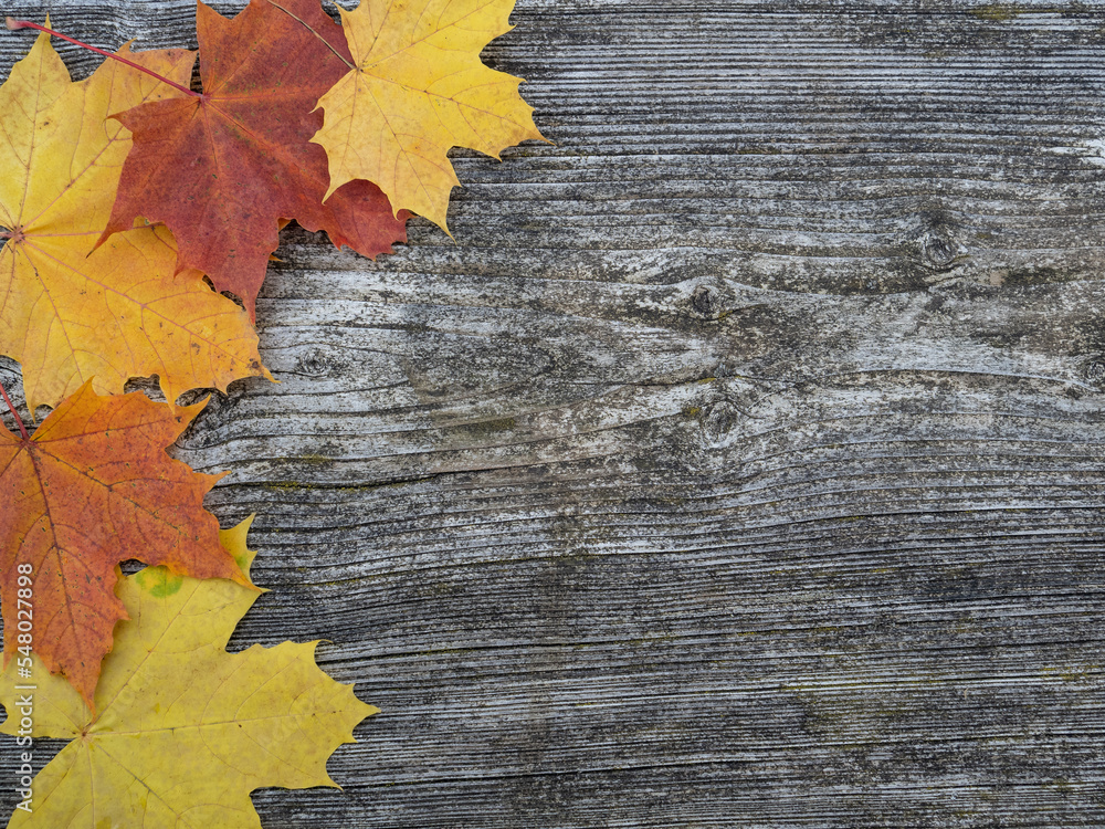 Autumn leaves on the wooden countertop . Autumn leaves on the wooden countertop .