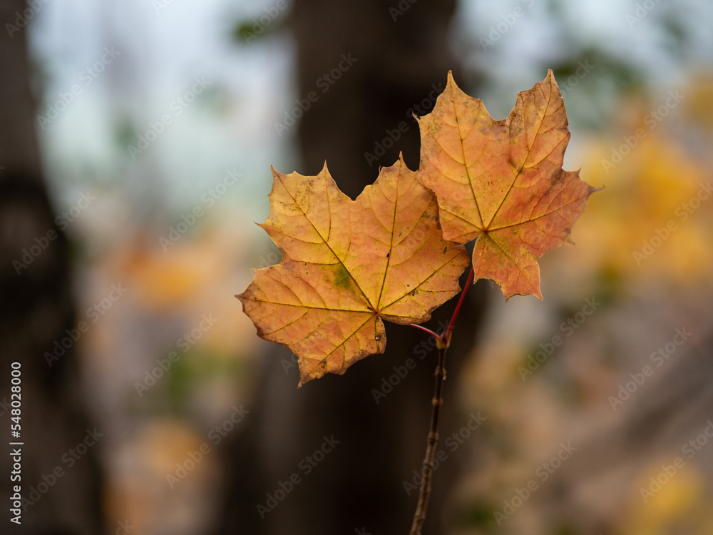 Autumn leaf in the forest