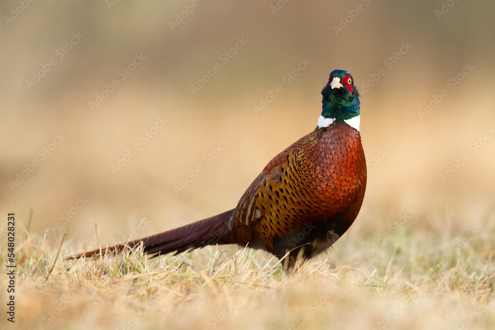 Common pheasant Phasianus colchius Ring-necked pheasant in natural habitat, grassland in early winter Common pheasant Phasianus colchius Ring-necked pheasant in natural habitat, grassland in early winter