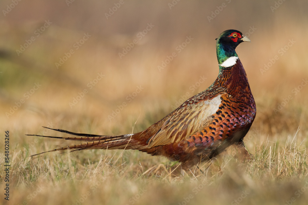 Obraz premium Common pheasant Phasianus colchius Ring-necked pheasant in natural habitat, grassland in early winter