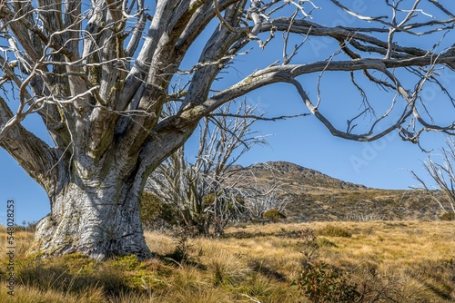 Giant snow gum skeleton tree against mount Jagungal from Australian Alps photo