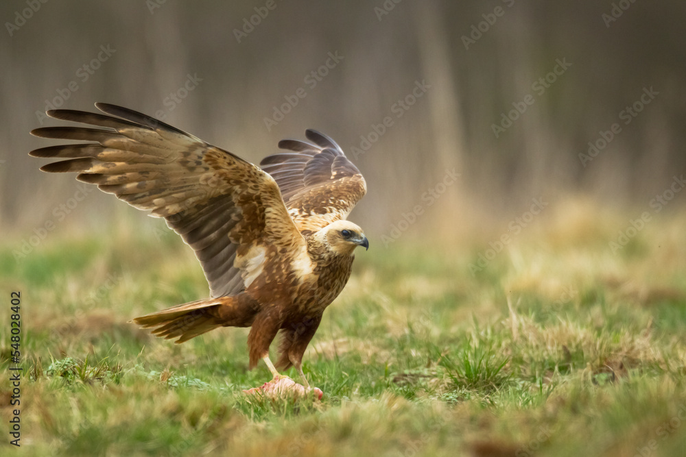 Obraz premium Flying Birds of prey Marsh harrier Circus aeruginosus, hunting time Poland Europe