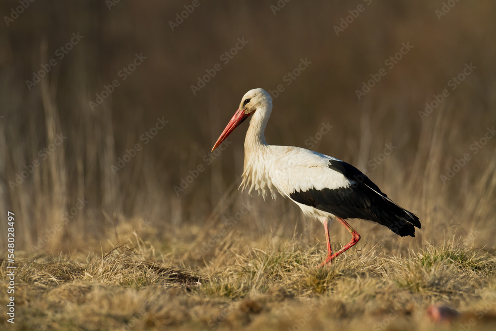 Naklejka premium Bird White Stork Ciconia ciconia hunting time summer in Poland Europe