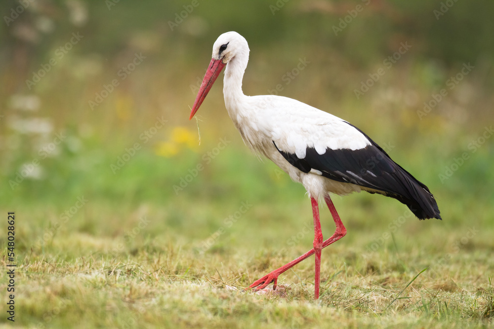 Bird White Stork Ciconia ciconia hunting time summer in Poland Europe Bird White Stork Ciconia ciconia hunting time summer in Poland Europe