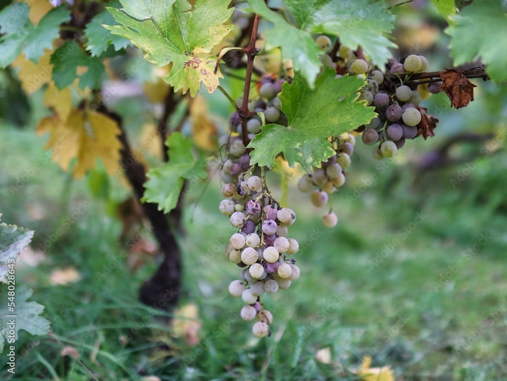 bunch of grapes vineyard Hungary