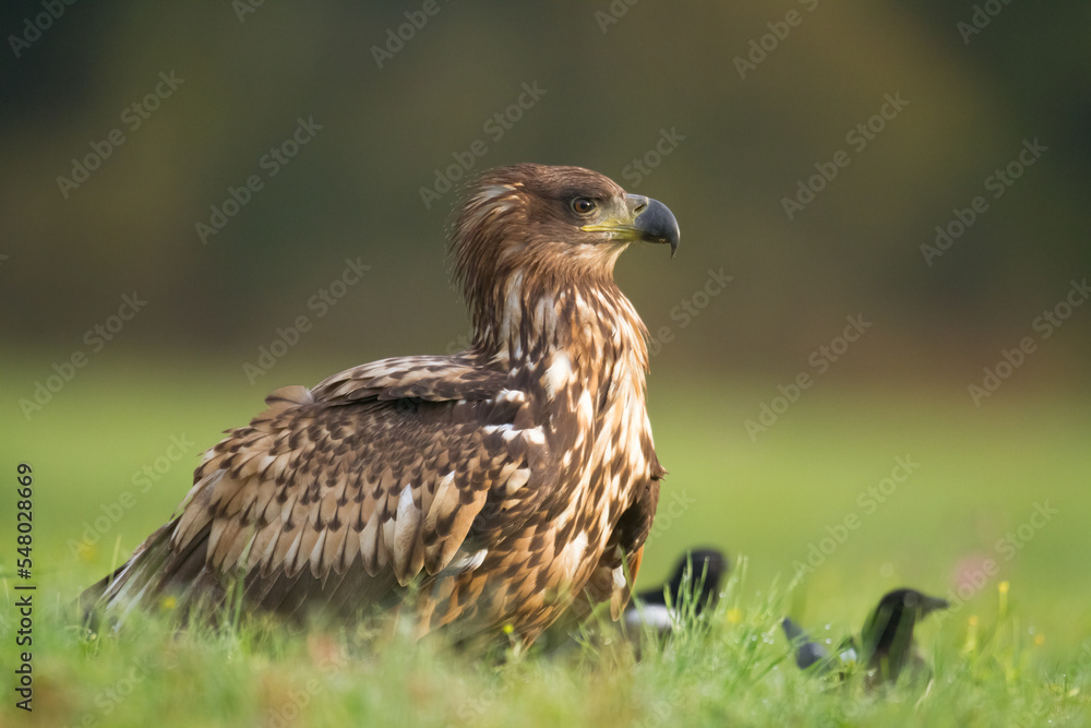 Obraz premium Majestic predator White-tailed eagle, Haliaeetus albicilla in Poland wild nature