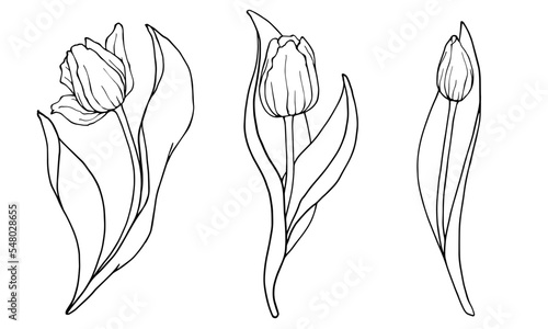 Botanical linear sketch of tulip flowers and buds.Vector graphics.