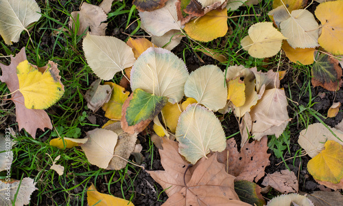 Hojas caídas en la hierba en otoño photo