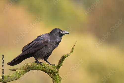 Bird Common Raven Corvus corax, dark style big black scary bird