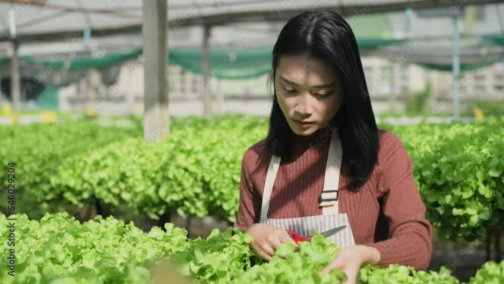 agriculture concept of 4k Resolution. Asian female worker cutting off the spoiled leaves of the plant in the garden. agriculture concept of 4k Resolution. Asian female worker cutting off the spoiled leaves of the plant in the garden.
