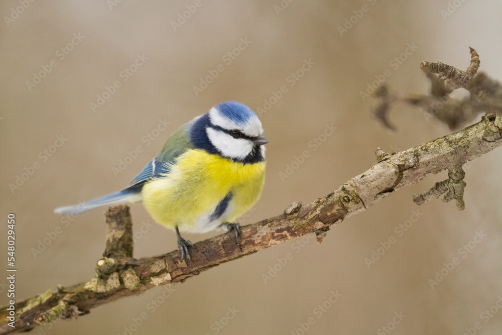 Fototapeta premium Bird - Blue Tit Cyanistes caeruleus perched on tree 
