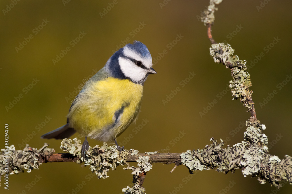 Obraz premium Bird - Blue Tit Cyanistes caeruleus perched on tree 