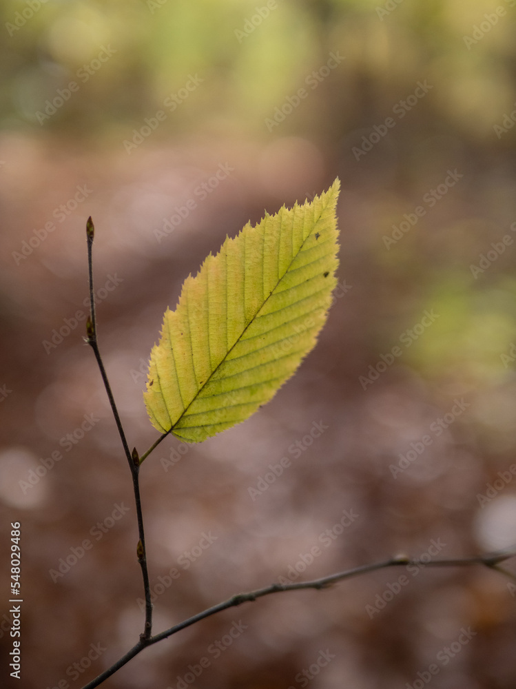 Autumn leaf in the forest. Autumn leaf in the forest.