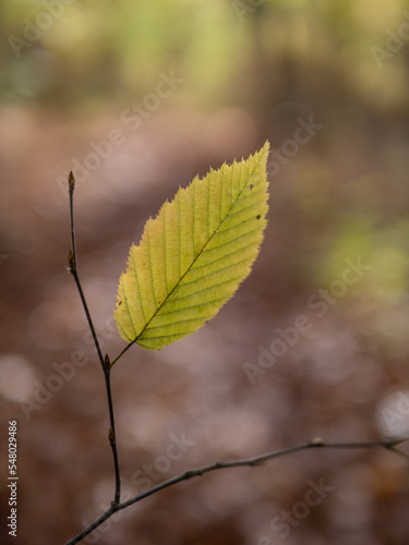 Autumn leaf in the forest.