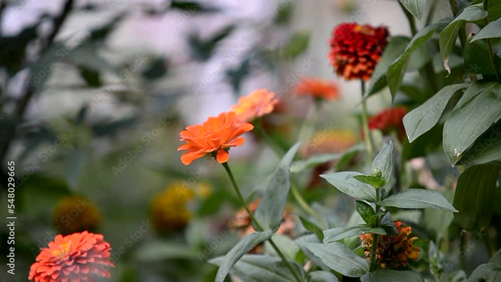 Beautiful view of dahlia flower and other plants in the garden. water splash Beautiful view of dahlia flower and other plants in the garden. water splash