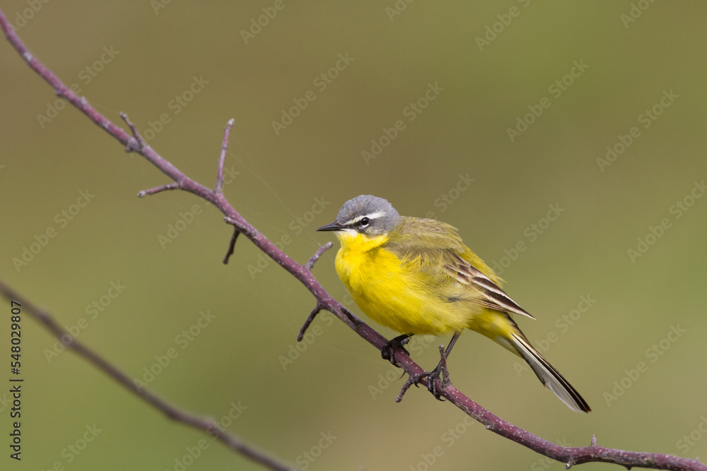 Small bird Yellow Wagtail sitting on tree male Motacilla flava Small bird Yellow Wagtail sitting on tree male Motacilla flava