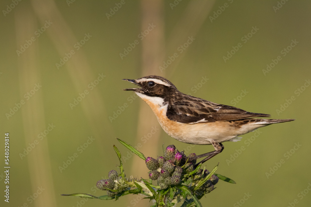 Fototapeta premium Bird Whinchat Saxicola rubetra - bird sitting on the weed, male, amazing background with warm light summer time Poland, Europe