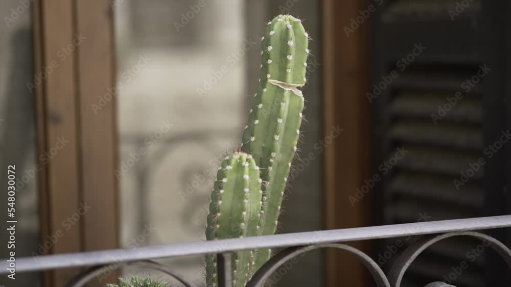 Dolly close-up view of a cereus peruvianus cactus next to a balcony ...