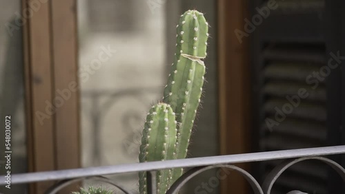 Dolly close-up view of a cereus peruvianus cactus next to a balcony railing in summer.  photo