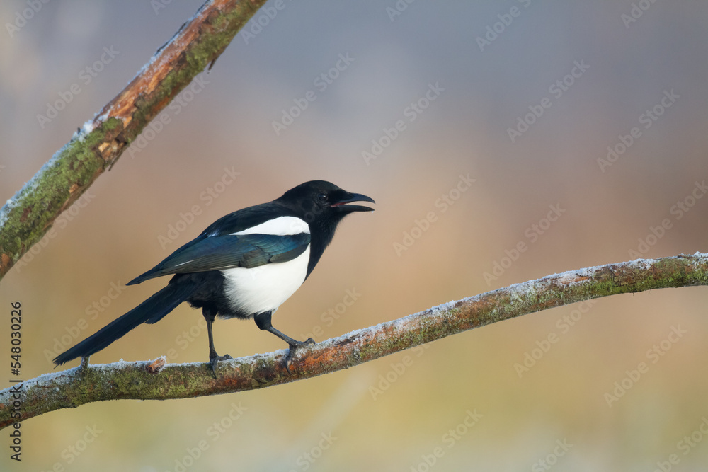 The Eurasian Magpie or Common Magpie or Pica pica on the branch with colorful background, winter time The Eurasian Magpie or Common Magpie or Pica pica on the branch with colorful background, winter time