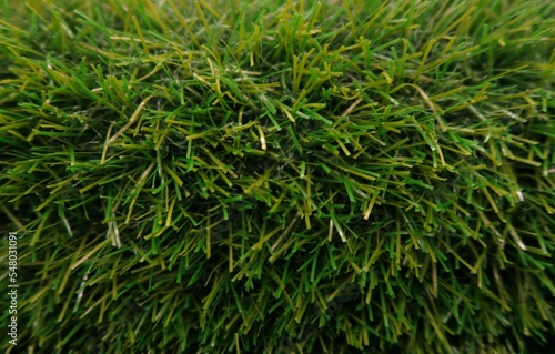 green grass background