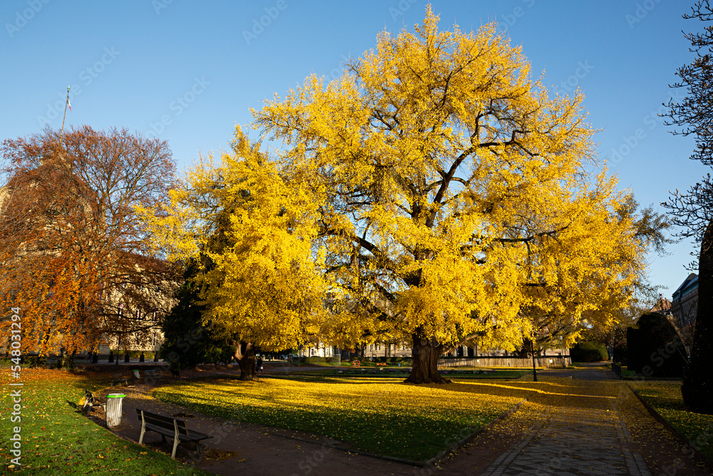 Paisaje de parque con abedul centenario en Estrasburgo, Francia.