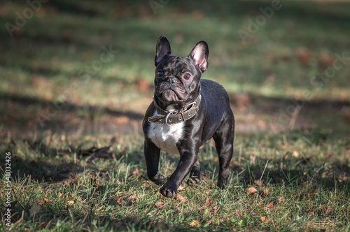 Young beautiful purebred French bulldog on a walk in the spring park.