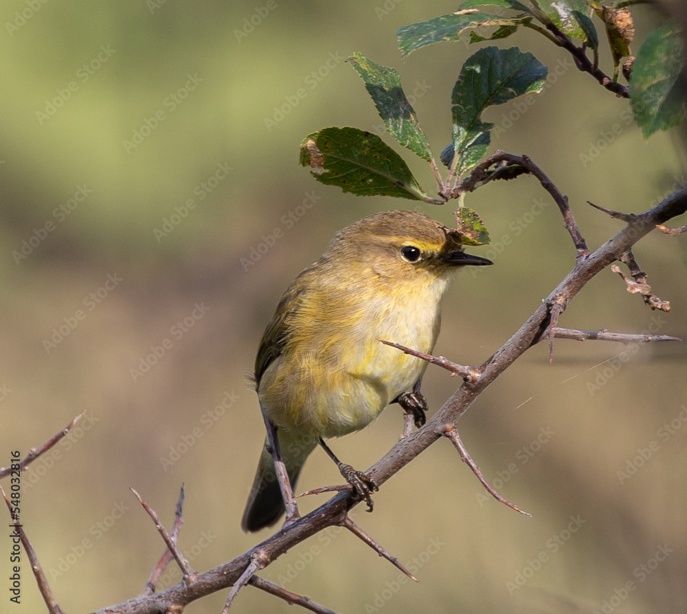 Obraz premium Birds photographed from my garden in winter!