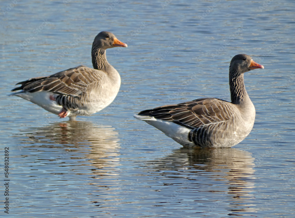 Two greylag geese standing in shallow water. Seen in Hardenberg, the Netherlands Two greylag geese standing in shallow water. Seen in Hardenberg, the Netherlands