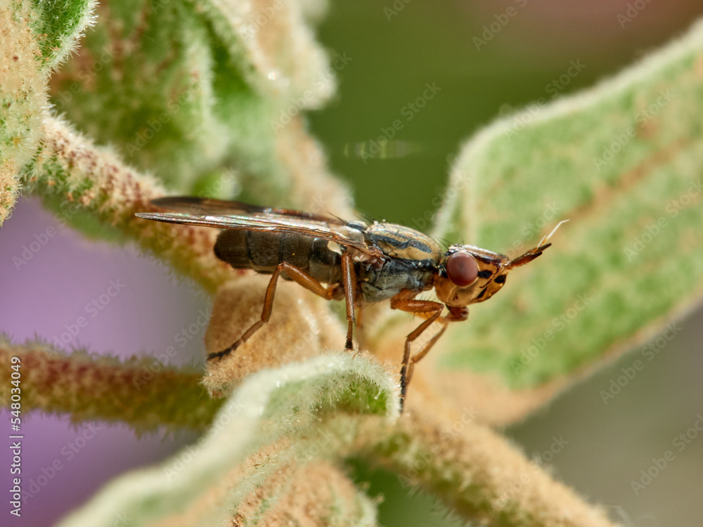 Phoenix Fly. Picture-winged Flies. Family Ulidiidae. Dorycera graminum Phoenix Fly. Picture-winged Flies. Family Ulidiidae. Dorycera graminum
