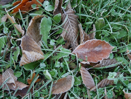 Blätter und Gräser mit Raureif