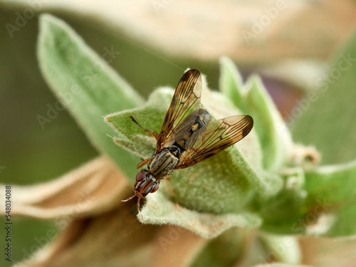 Phoenix Fly. Picture-winged Flies. Family Ulidiidae. Dorycera graminum