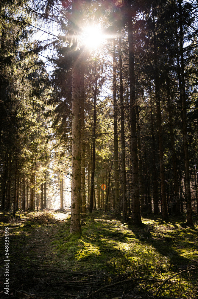 Obraz premium Wald Lichtung