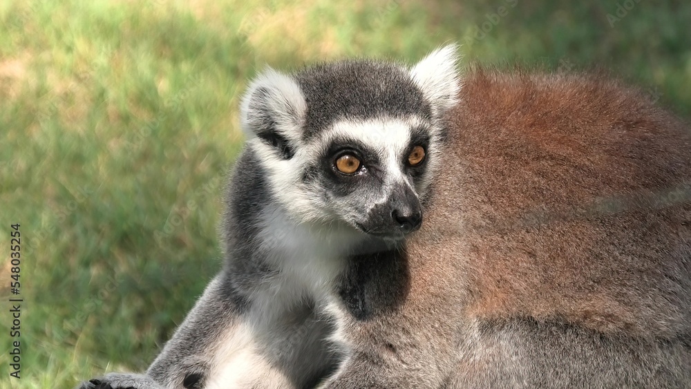 Obraz premium close up of an African ring-tailed lemur of Madagascar. Lemur catta species endemic to the island of Madagascar in Africa.
