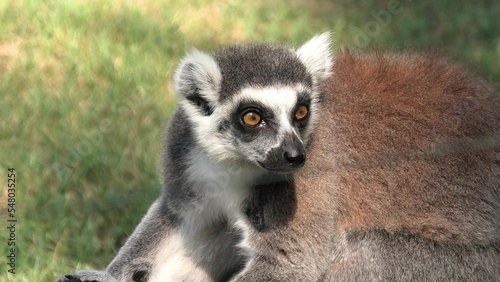 close up of an African ring-tailed lemur of Madagascar. Lemur catta species endemic to the island of Madagascar in Africa.
