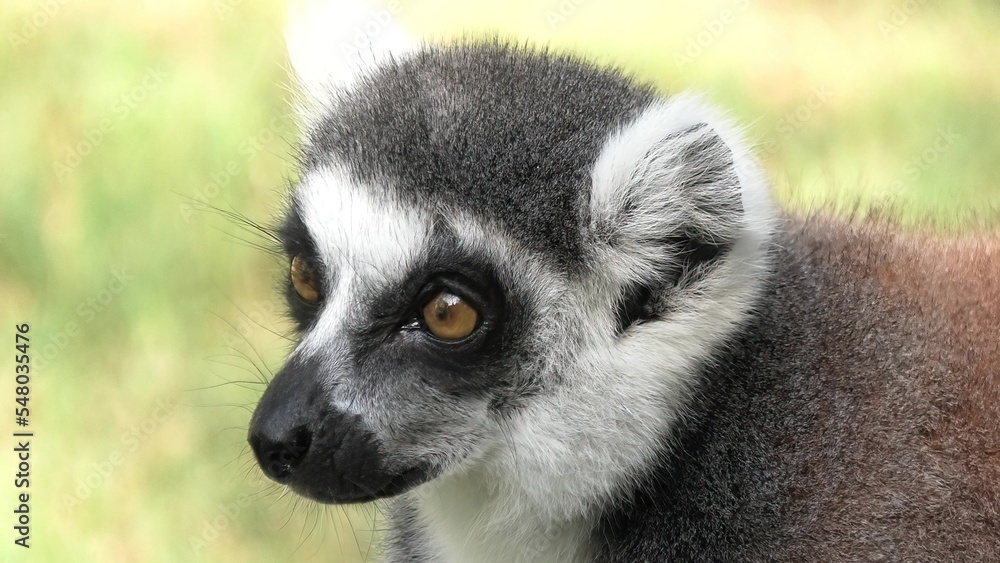 Obraz premium Face of a strepsirrhine primate ring-tailed lemur of Madagascar. Lemur catta species endemic to the island of Madagascar of Africa.