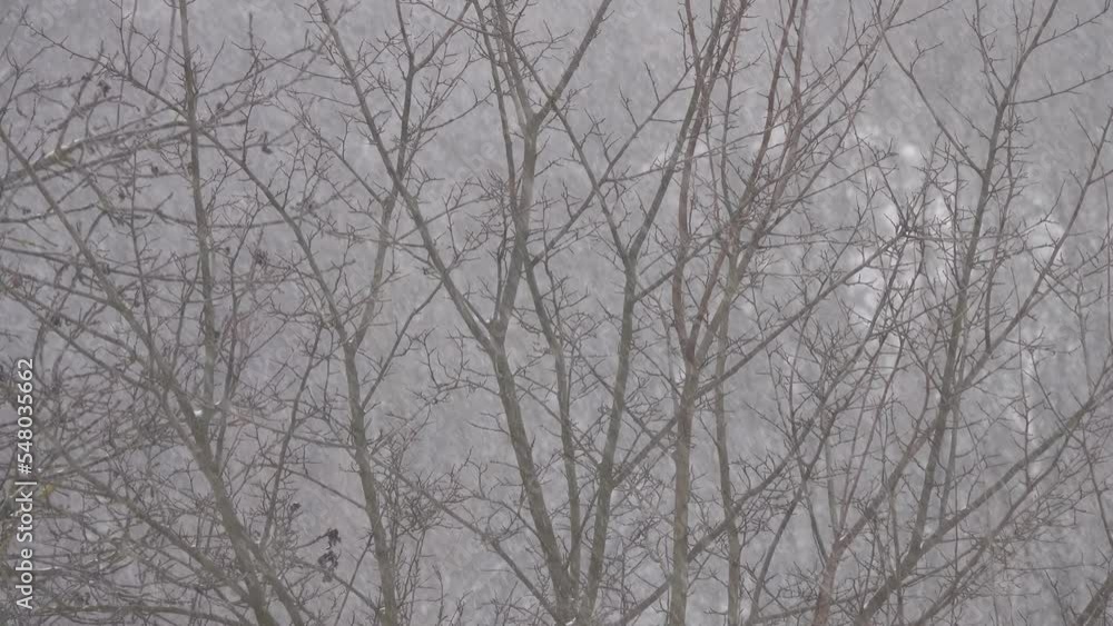 Snowfall on the background of deciduous trees. Snowfall on the background of deciduous trees.